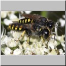 Ectemnius lapidarius - Grabwespe 07 8-12mm Paarung.jpg